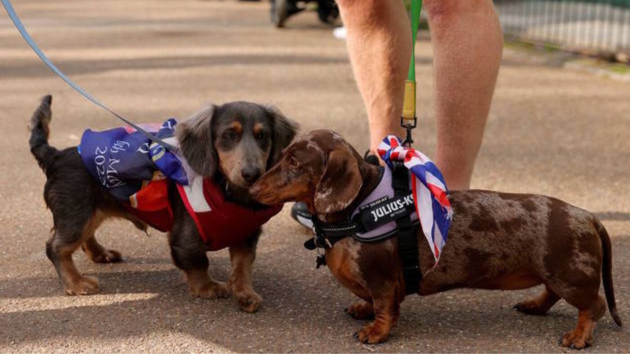 Cães da raça Dachshund se cumprimentam nas ruas de Londres