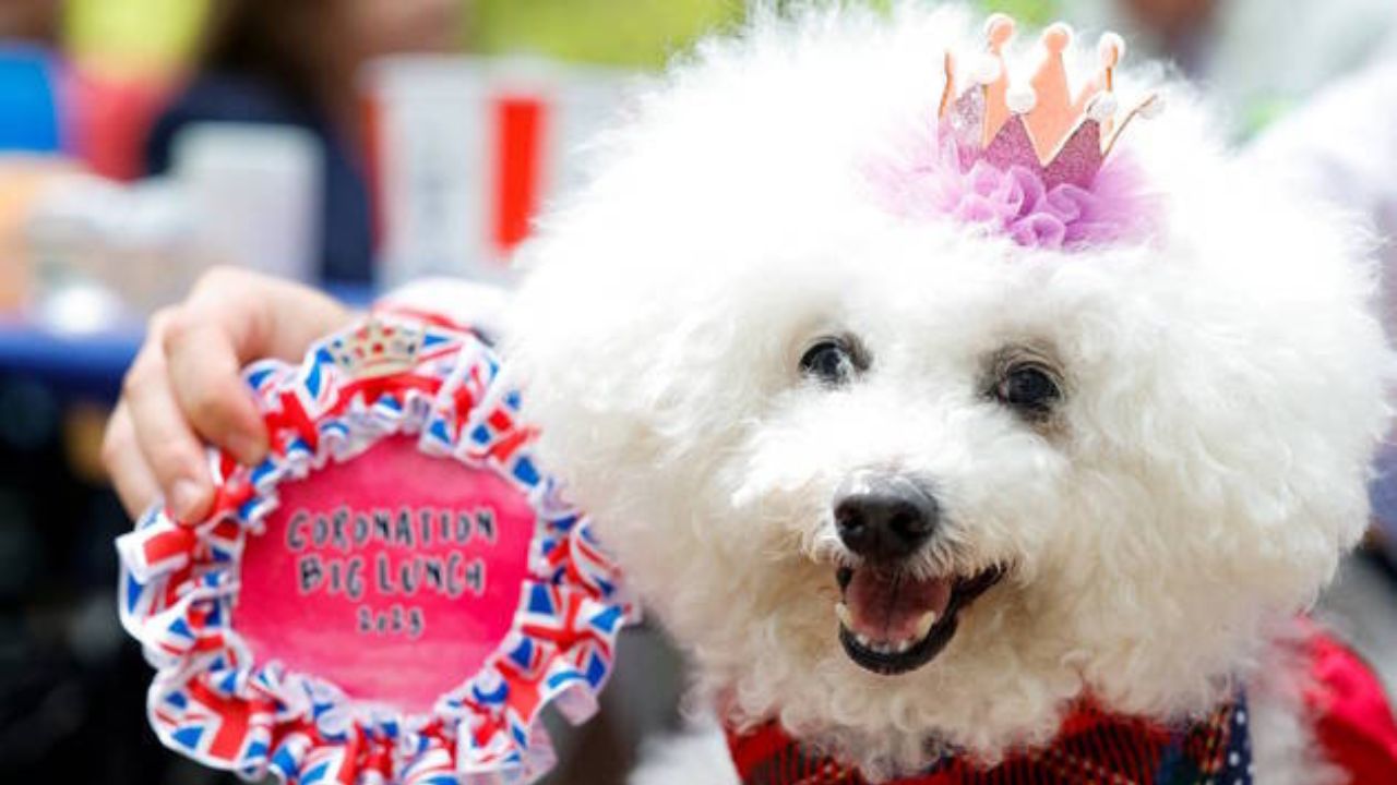 Poodle venceu competição pet de fantasias no dia da coroação do Rei Charles III