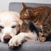 Verminoses em pets: conheça as causas, sintomas e tratamento