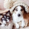 Pets no inverno: 9 dicas para cuidar de cães e gatos no frio