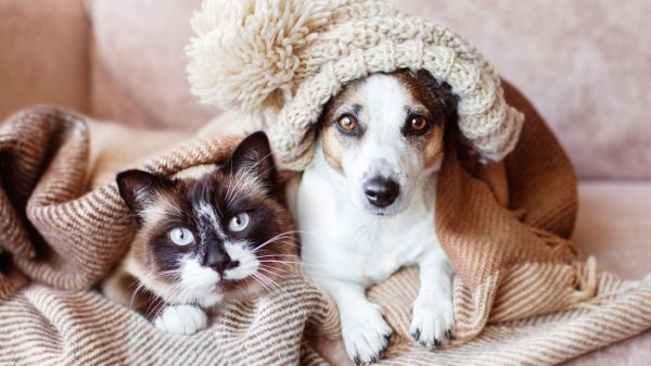 Pets no inverno: 9 dicas para cuidar de cães e gatos no frio