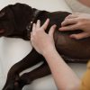 Cães também podem ser infectados com a febre maculosa