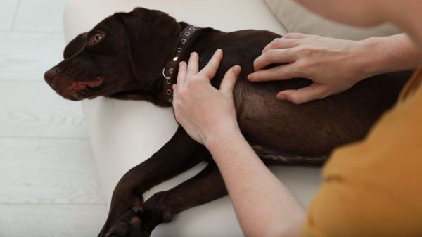 Cães também podem ser infectados com a febre maculosa