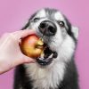 Cachorro pode comer maçã? Saiba como servir o alimento ao pet