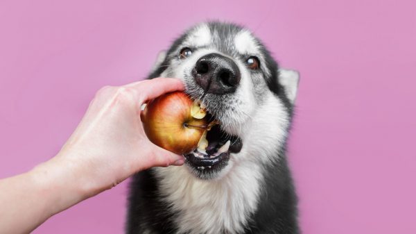 Cachorro pode comer maçã? Saiba como servir o alimento ao pet