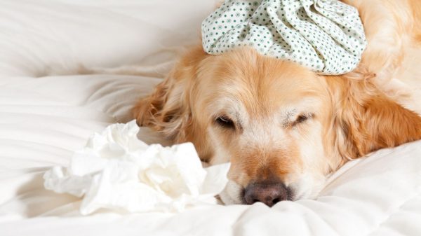 Gripe em cães e gatos: saiba as causas e como tratar
