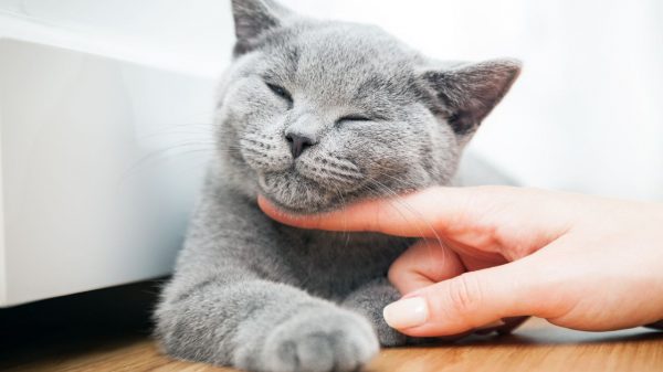 A felicidade do seu gato depende de alguns fatores importantes