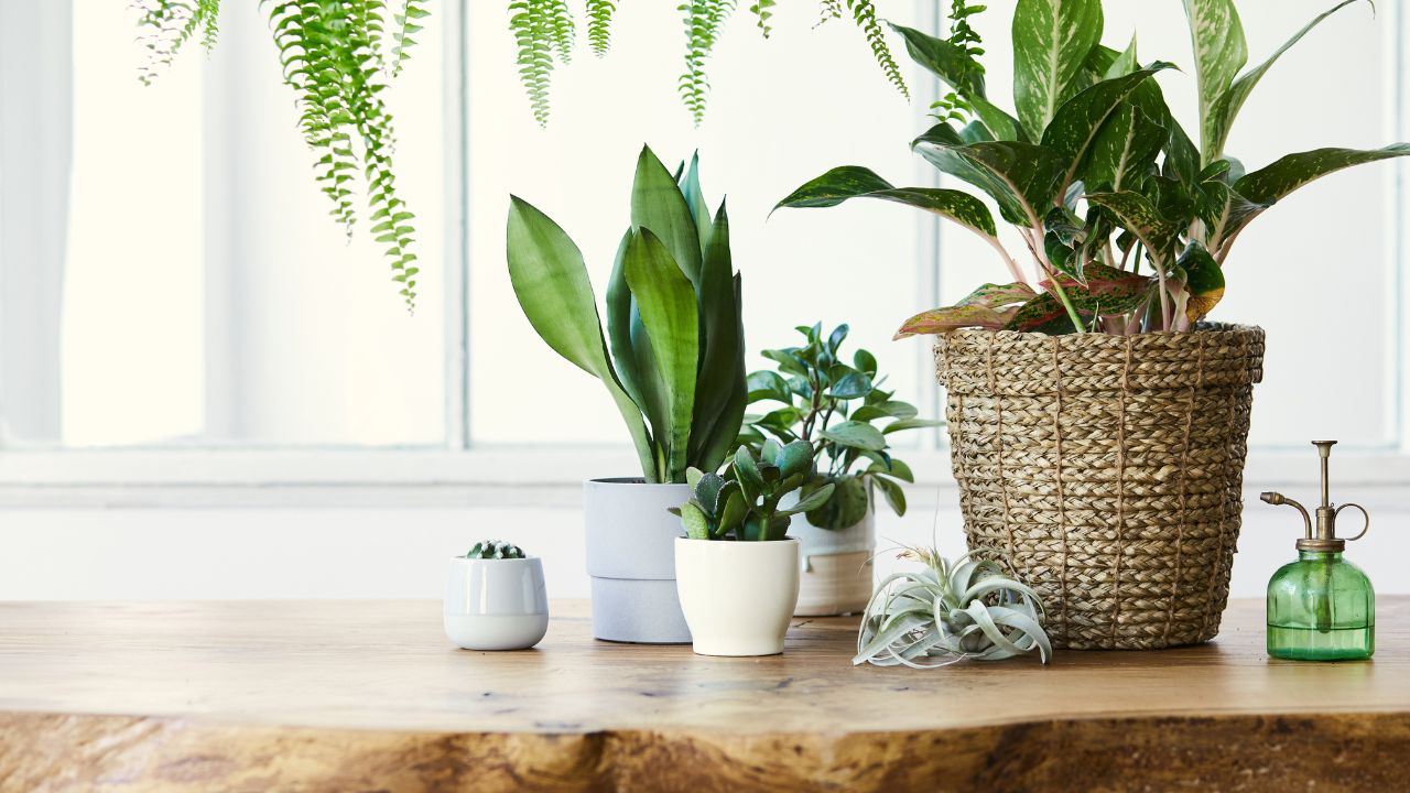 5 plantas que protegem a casa e atraem boas energias