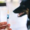 Raiva canina: principais sintomas e onde vacinar de graça