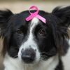 Outubro rosa: câncer de mama também acomete cães e gatos