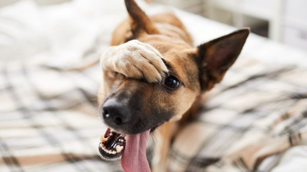 Mau hálito em cães: saiba as causas e como resolver
