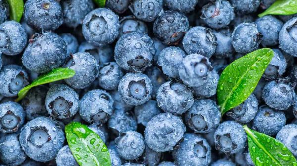 Mirtilo: confira os benefícios da fruta para a saúde