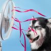 Veja como o calor afeta os pets e como ajudá-los