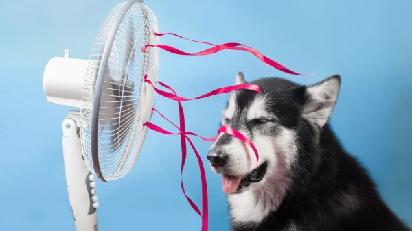 Veja como o calor afeta os pets e como ajudá-los