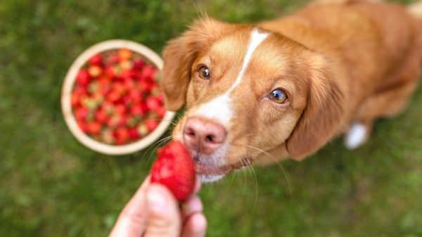 Entenda quais frutas pode oferecer para os cães