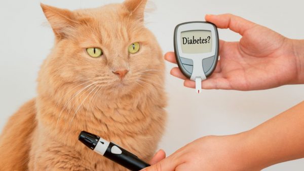 Pets também podem ter diabetes