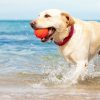 Ir à praia com seu cachorro vai ser muito divertido com essas dicas