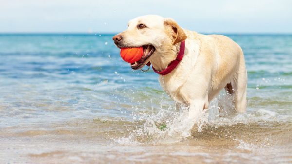 Ir à praia com seu cachorro vai ser muito divertido com essas dicas