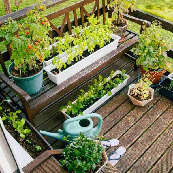 Saiba como cultivar sua própria horta em casa para economizar nas compras e consumir alimentos orgânicos
