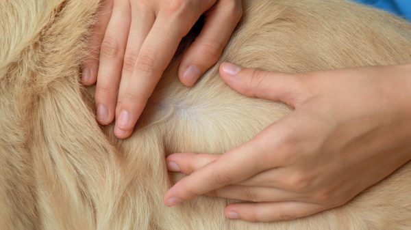 A exposição excessiva à radiação solar pode causar danos à pele dos cães; veterinária explica os riscos e medidas de prevenção