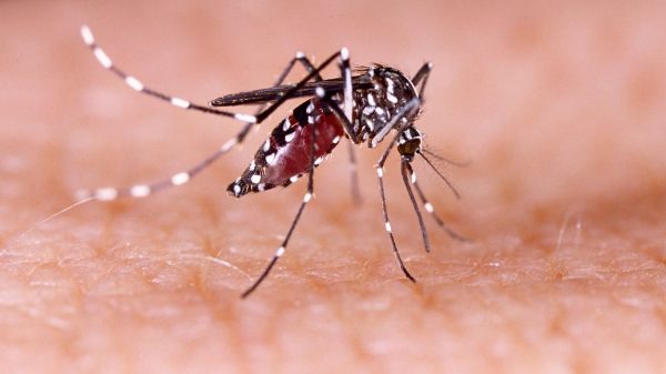 Confira algumas medidas práticas para evitar a proliferação do mosquito dengue e prevenir a doença