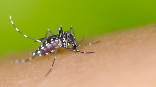 Saiba os principais mitos sobre a dengue