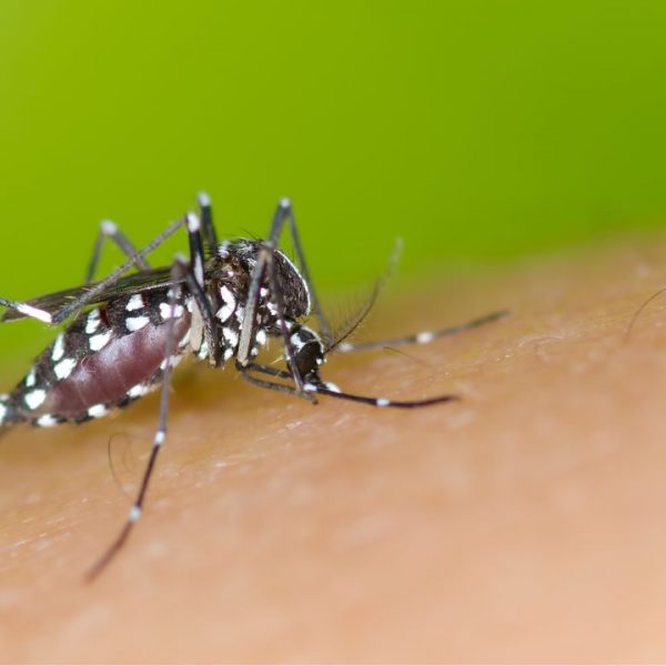 Saiba os principais mitos sobre a dengue