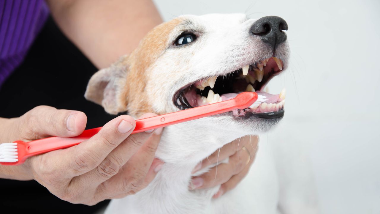 Pets precisam ir ao dentista? Descubra