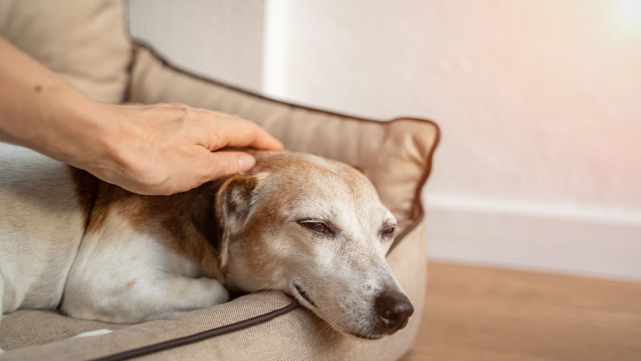 Alguns cuidados ajudam a manter a saúde de cães e gatos mais velhos sempre em dia e a garantir um envelhecimento saudável