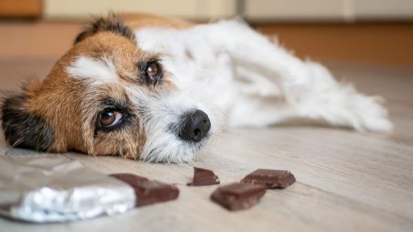 Chocolate possui uma substância altamente tóxica para cães e gatos; conheça todos os riscos para a saúde dos pets