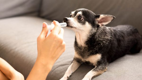 A vermifugação é fundamental para prevenir e tratar verminoses que podem causar sérios problemas à saúde de cães e gatos