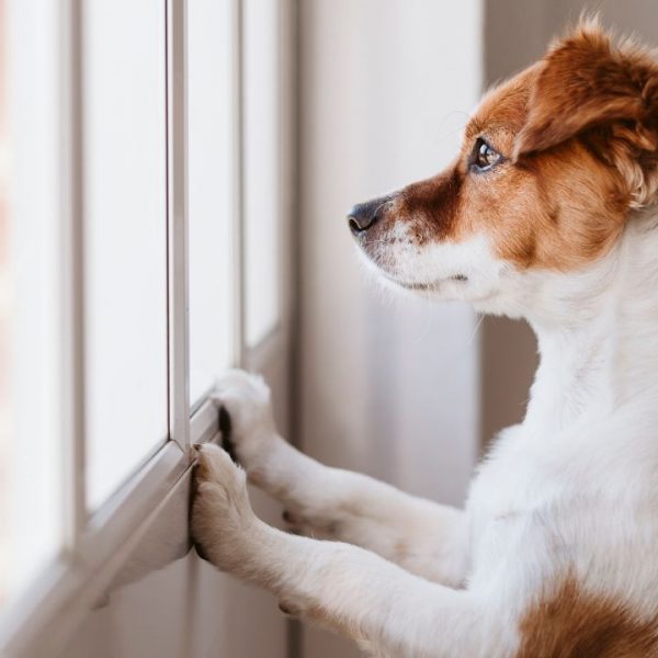 Aprenda a reconhecer os sinais da ansiedade de separação em cães e confira estratégias para amenizar o problema