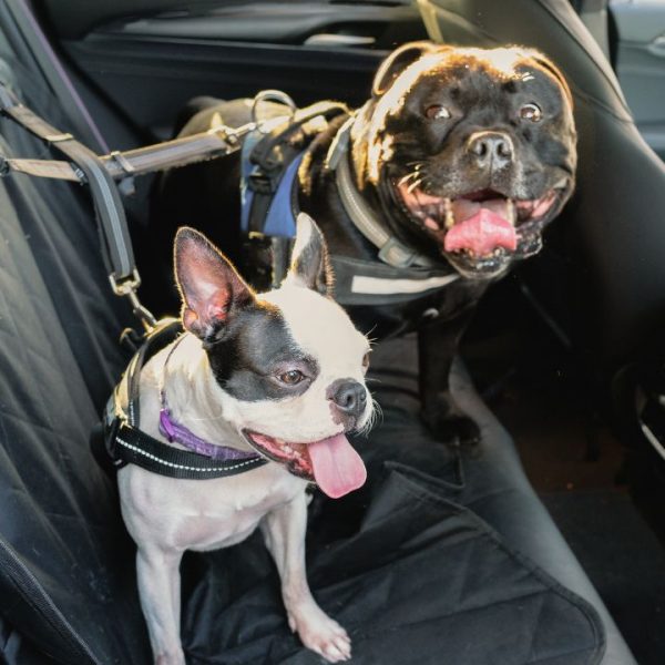 Veja como transportar cachorro em carro