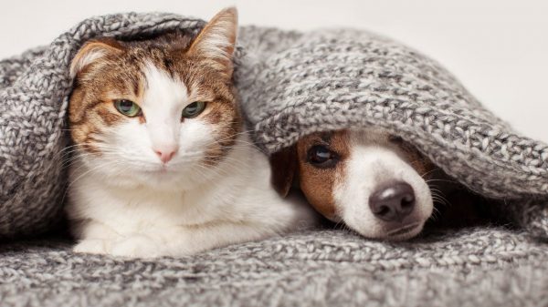 Veja os principais cuidados com os pets no frio