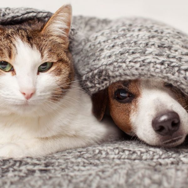 Veja os principais cuidados com os pets no frio