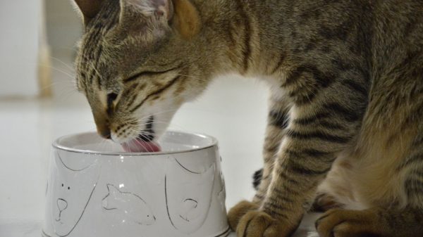 Para o gato beber mais água, é preciso seguir algumas dicas