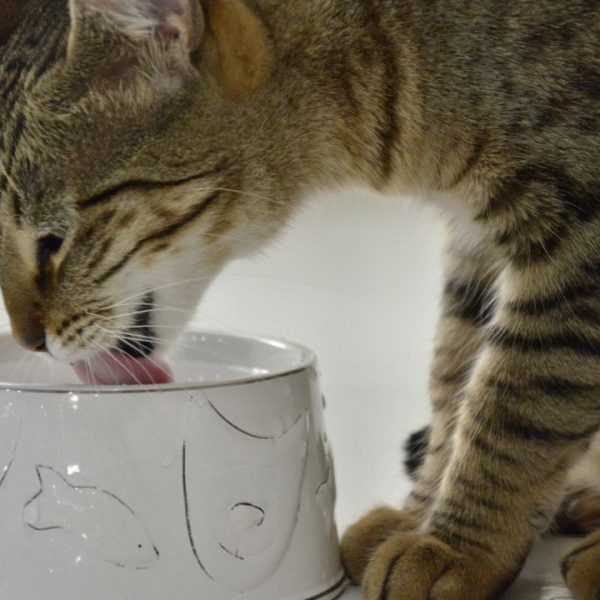 Para o gato beber mais água, é preciso seguir algumas dicas