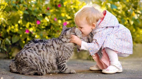 Gatos e crianças podem viver em harmonia