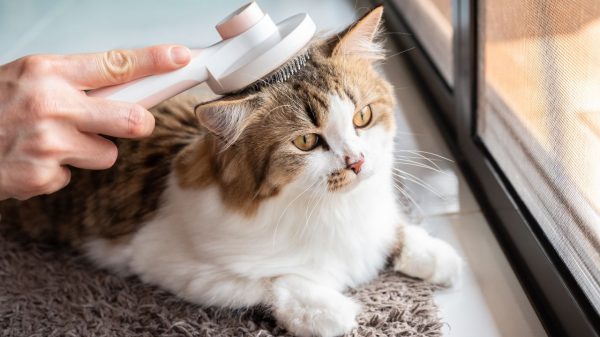 Médica-veterinária explica os cuidados que tutores devem ter para manter a pelagem dos gatos sempre bonita e saudável