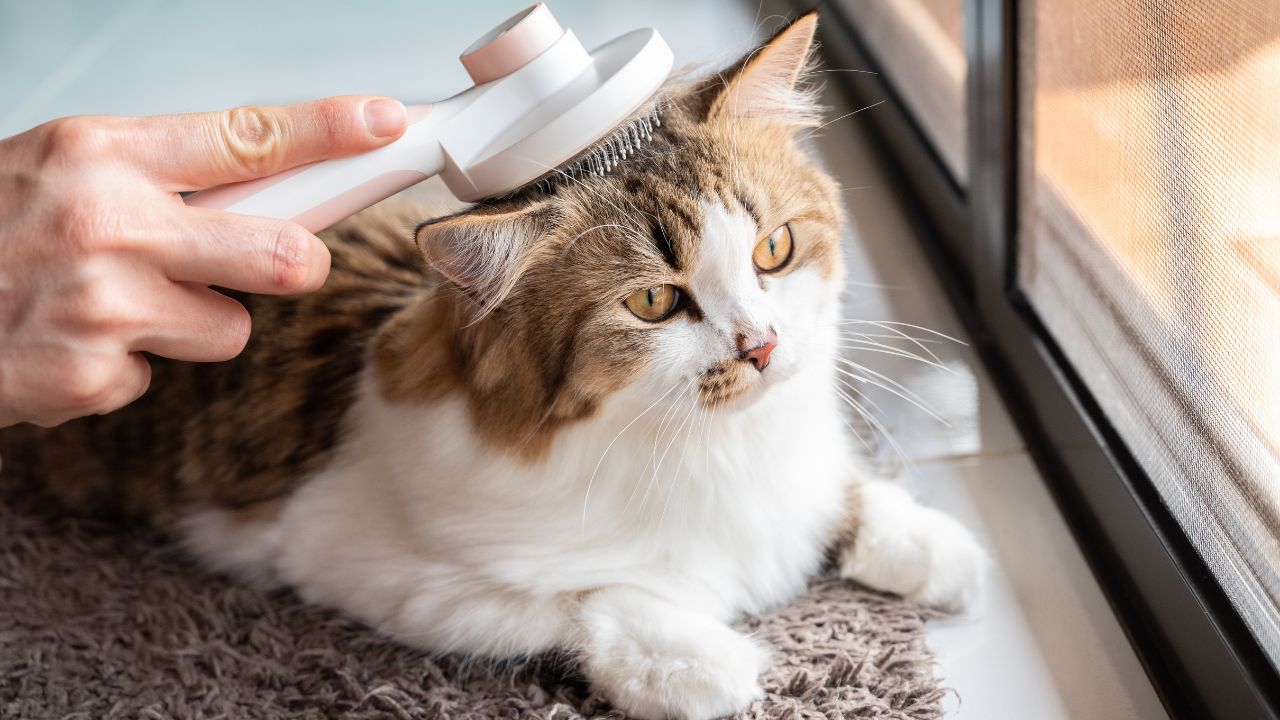 Médica-veterinária explica os cuidados que tutores devem ter para manter a pelagem dos gatos sempre bonita e saudável